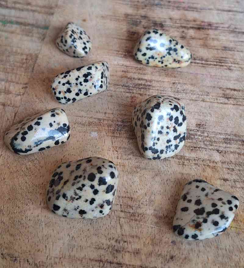 DALMATIAN JASPER - Breaking Down Barriers, Trust, Joy