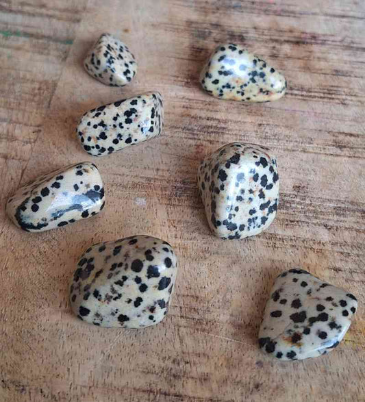 DALMATIAN JASPER - Breaking Down Barriers, Trust, Joy